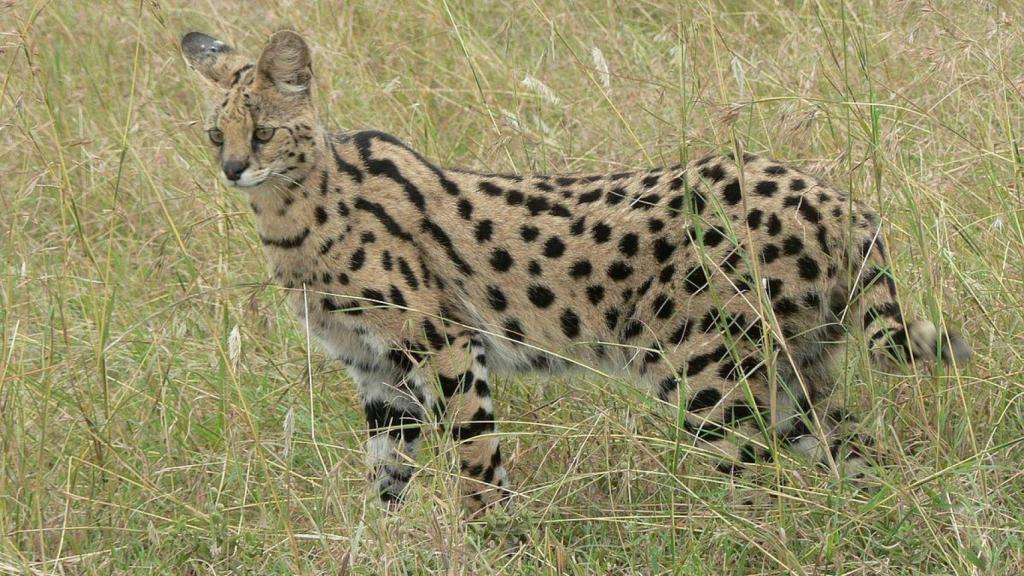 Un gato serval se ha colado en una casa de Canet de Mar