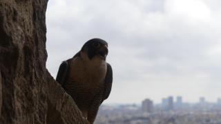 Los halcones se triplican en Barcelona y ya capturan 12.000 palomas al año