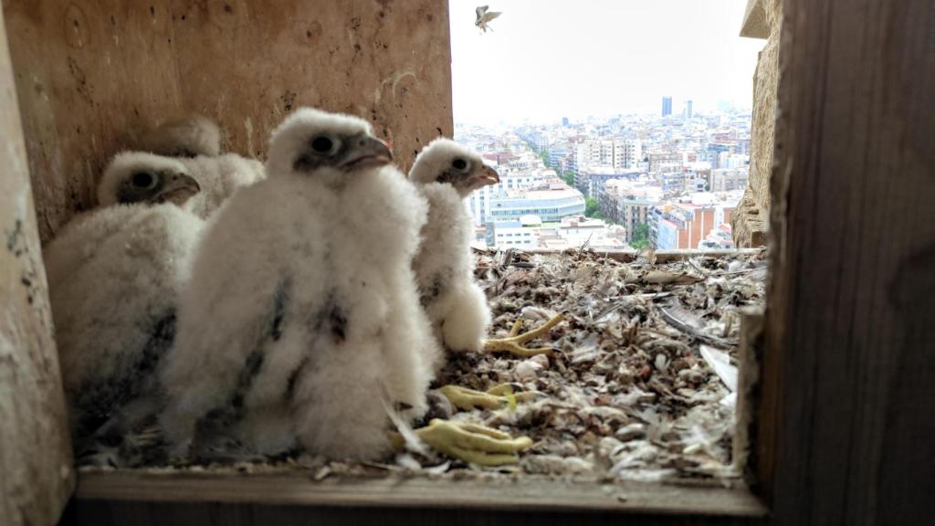 Varios halcones peregrinos en Barcelona