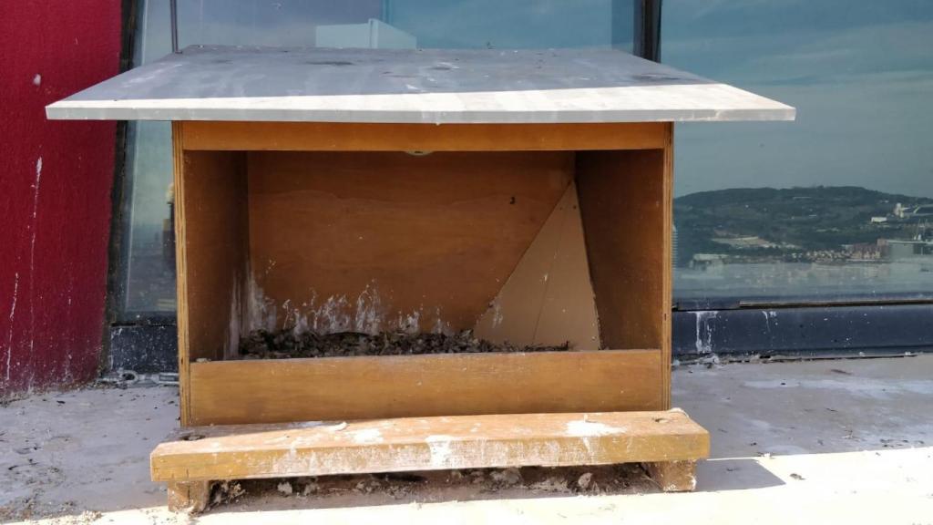 Imagen de una caja nido de una de las parejas de halcones en Barcelona