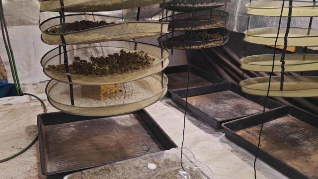 Una de las plantaciones de marihuana desmanteladas durante el operativo