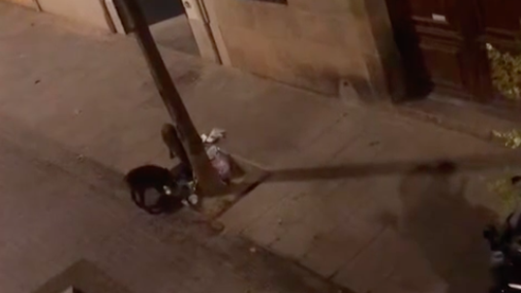 Jabalíes se pegan un festín de los restos de basura en una calle de Sarrià