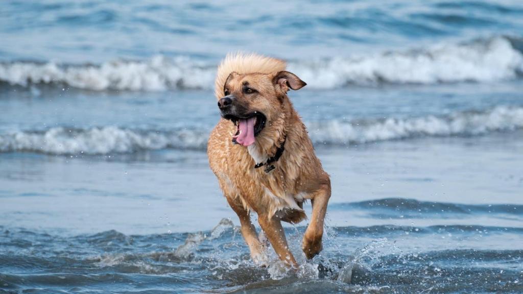 Un perro jugando en la playa en una imagen de archivo