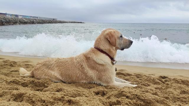 Un perro en una playa de Barcelona