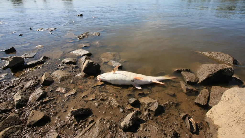 Peces muertos en el río Besòs en una imagen de archivo