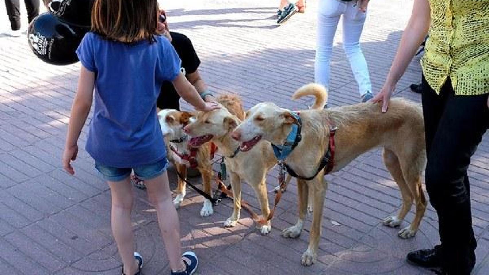 Perros con correa en Cornellà de Llobregat