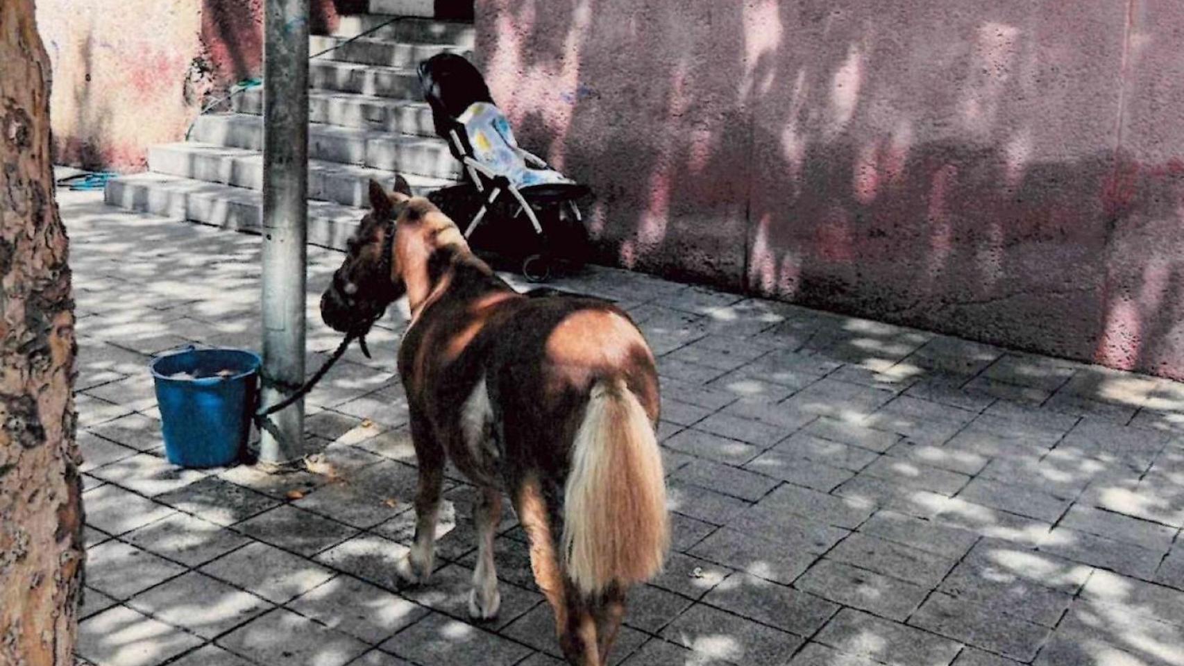 El poni rescatado por la Guardia Urbana