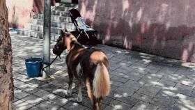 El poni rescatado por la Guardia Urbana