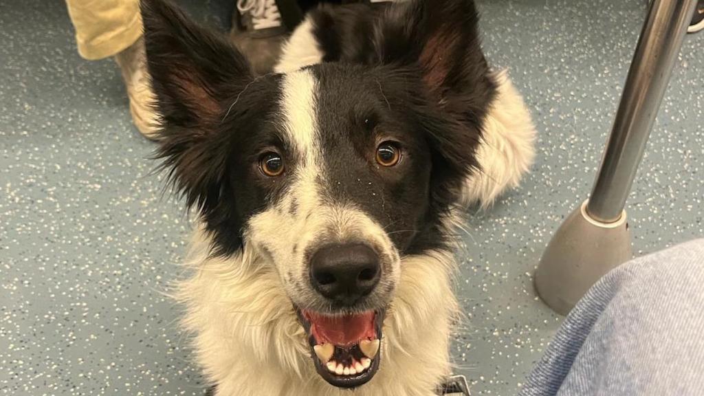 Un perro en el metro de Barcelona