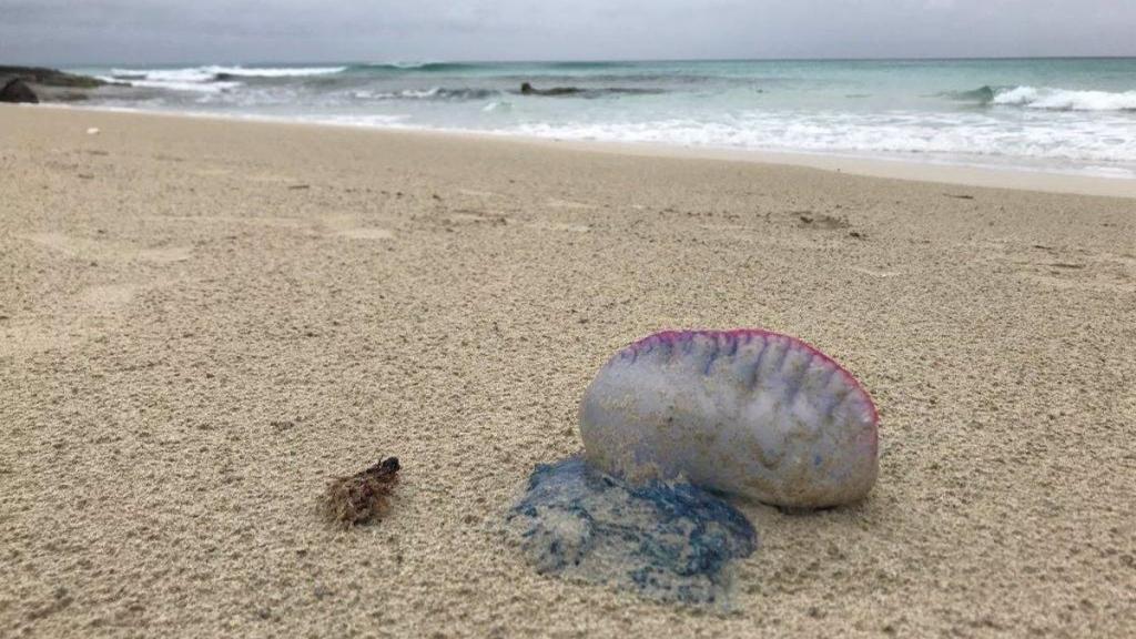 Una carabela portuguesa en una playa de Catalunya