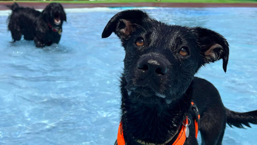 Un perro en el Aquapark Canino