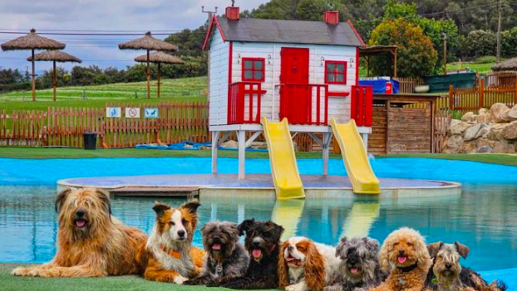 Los perros disfrutando de un día en el AquaPark Canino