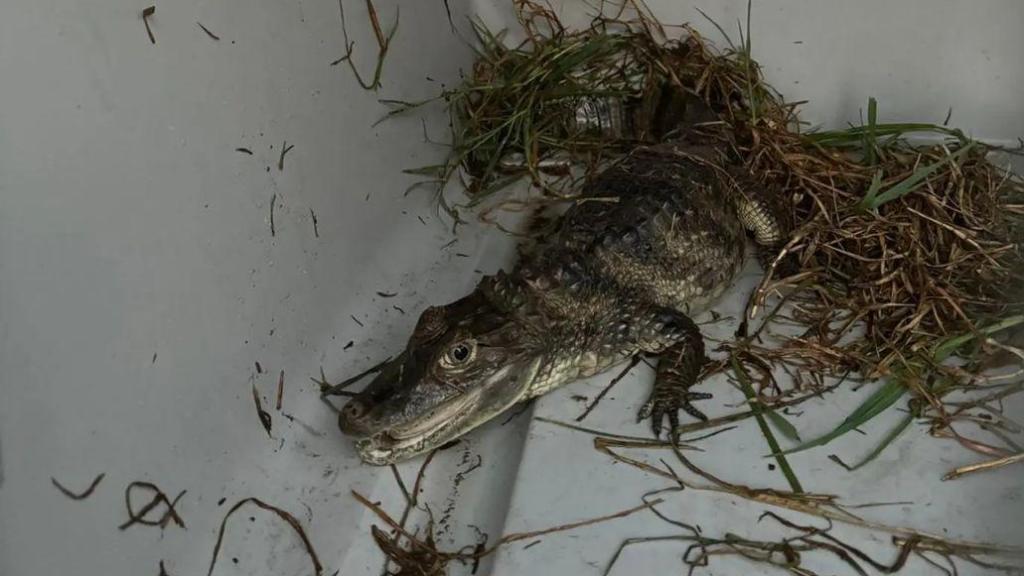 La cría de caimán capturada en el río Besòs