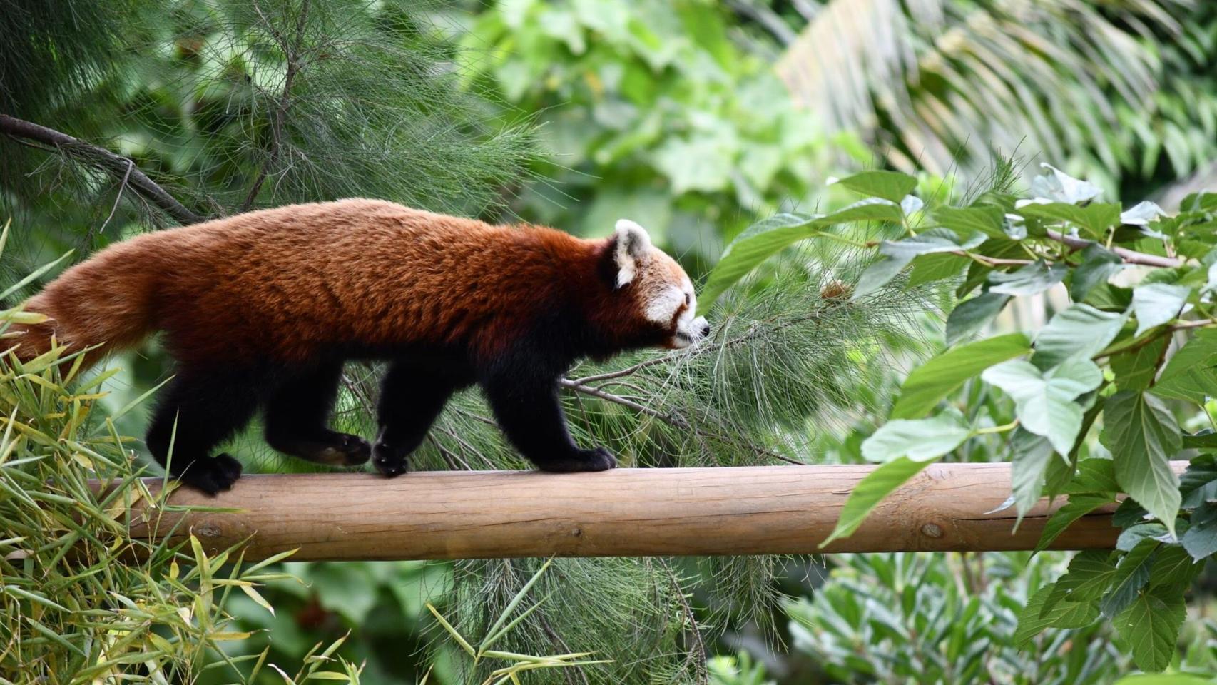 Ejemplar de panda rojo