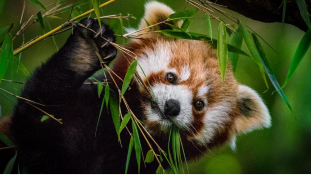 Un ejemplar de panda rojo