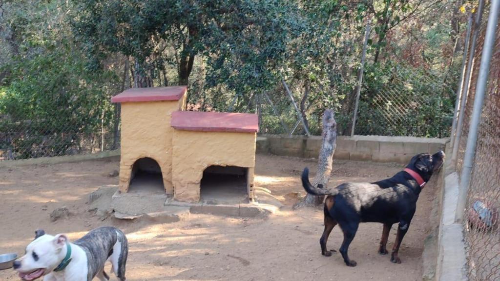 Rumba y Lolo durante su estancia en la residencia Kynoikos