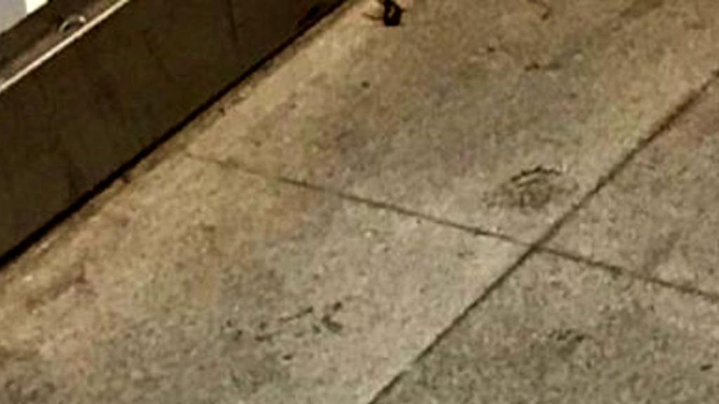 Cucaracha muerta en un andén de la L3 de metro