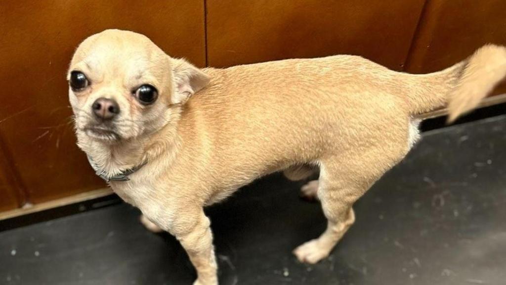 Brownie, el chihuahua perdido en Badalona