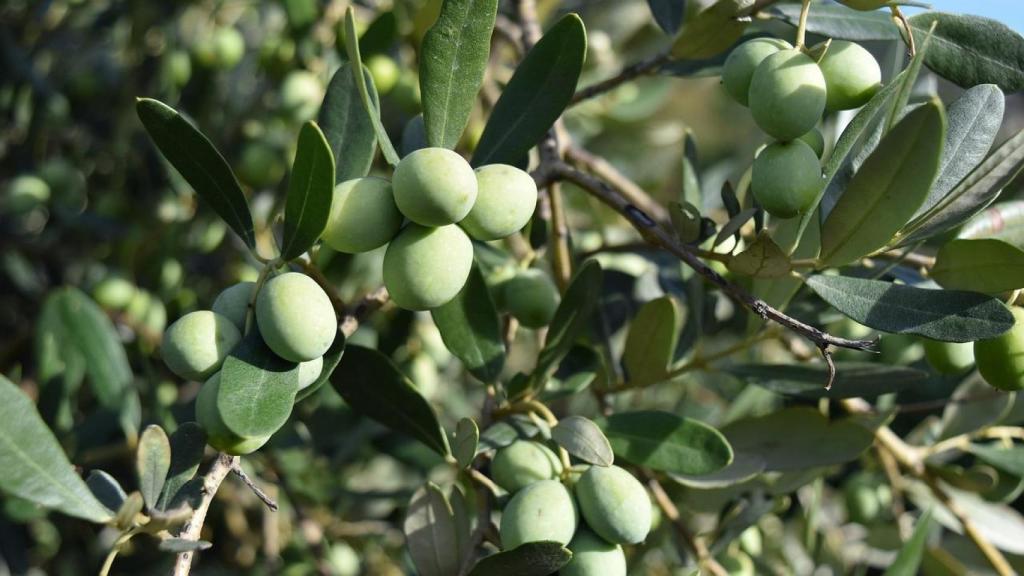 Olivas en el árbol