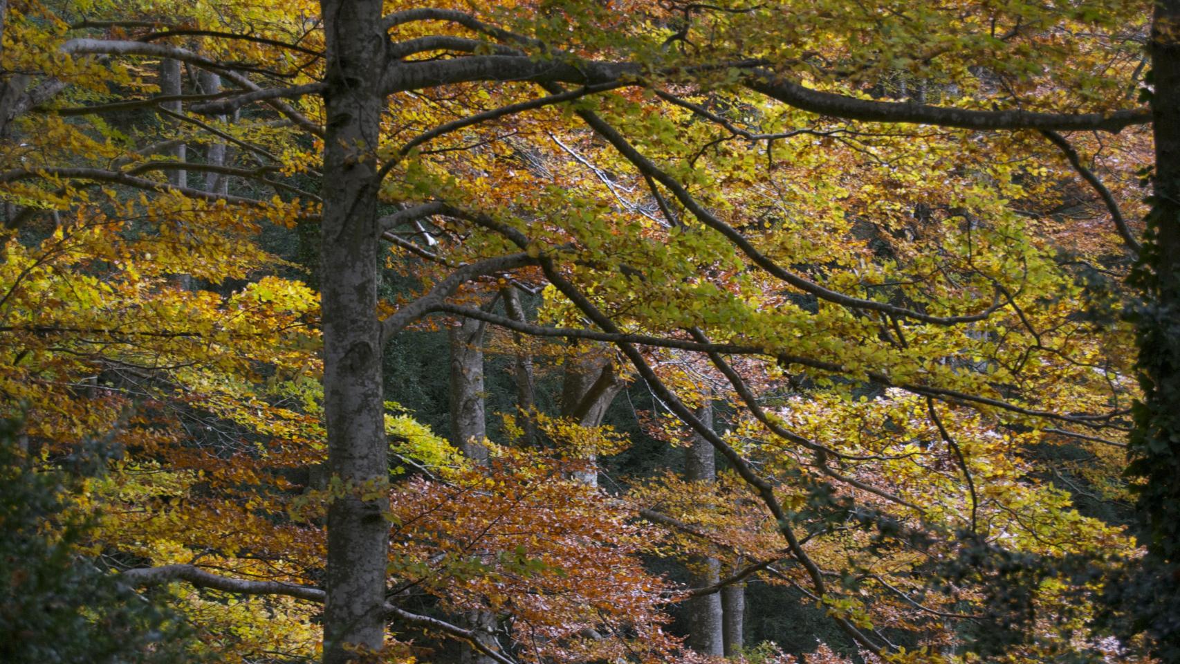 Fageda de la Grevolosa en una imagen de archivo