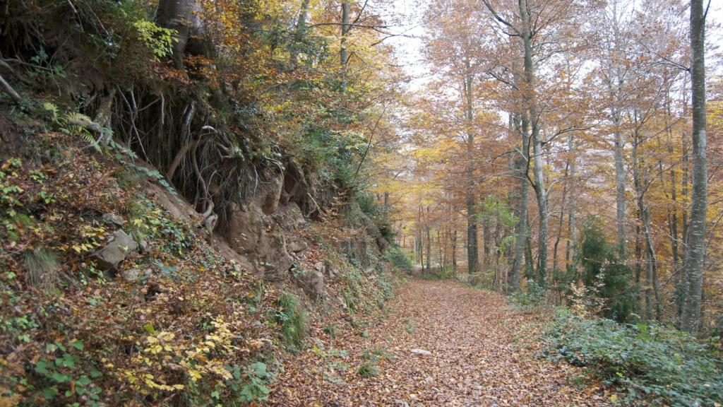 Fageda de la Grevolosa en una imagen de archivo