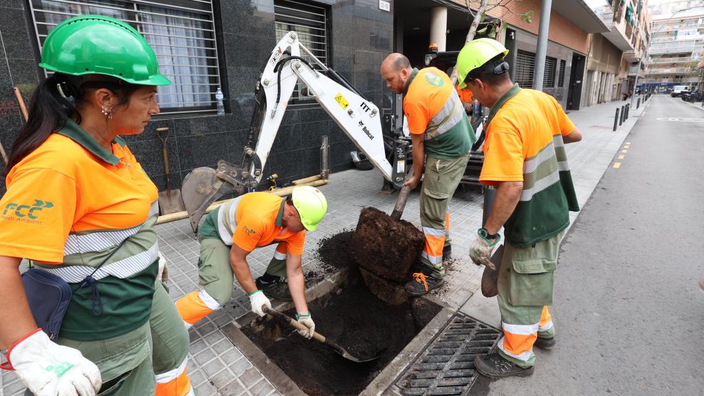 Operarios trasplantan un árbol en la calle Muntanya de L’Hospitalet