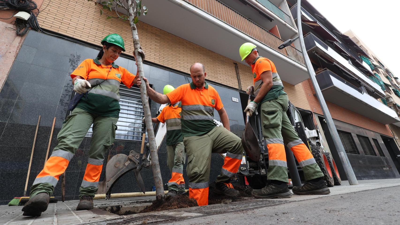 Operarios trasplantan un árbol en la calle Muntanya de L’Hospitalet