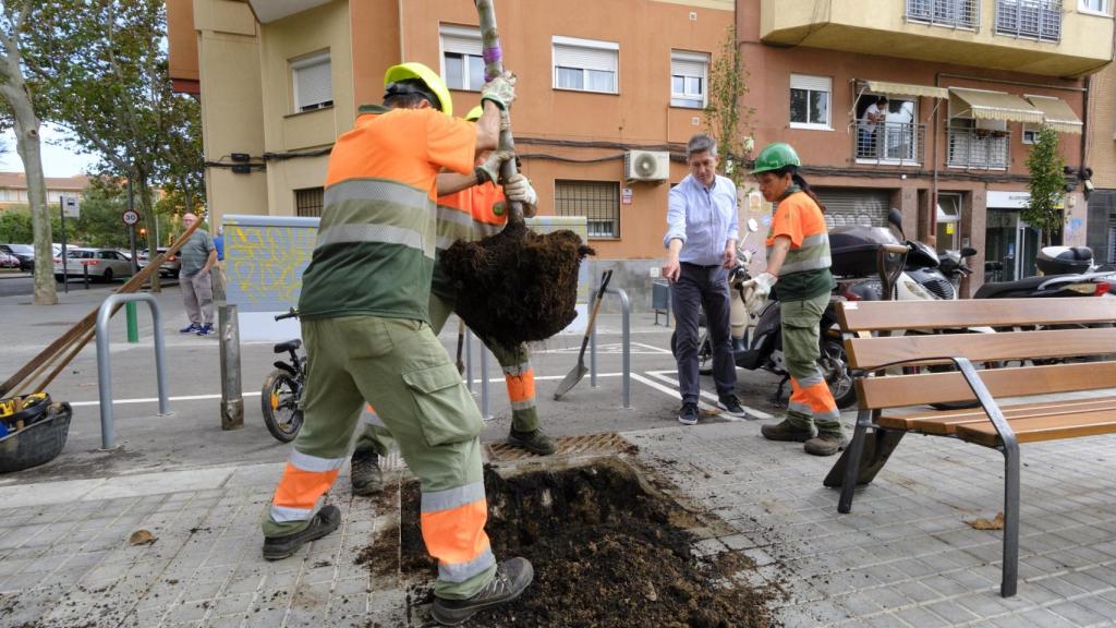 Operarios trasplantan un árbol en la calle Muntanya, en presencia de David Quirós, alcalde de L’Hospitalet