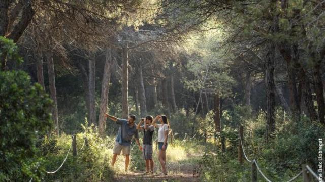 La pineda de Can Camins del Prat de Llobregat