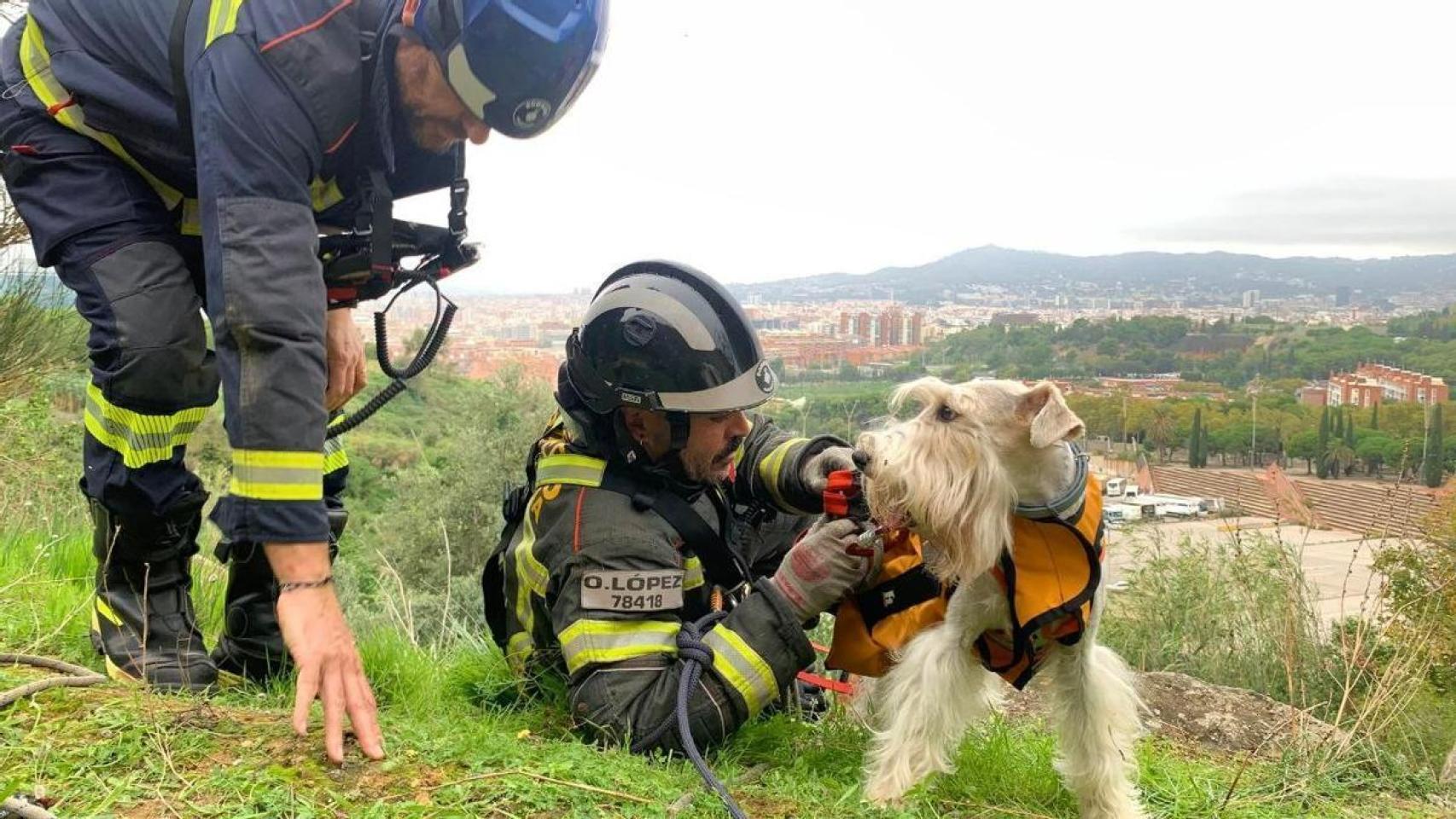 Los Bomberos de Barcelona con el terrier escocés rescatado en Montjuïc