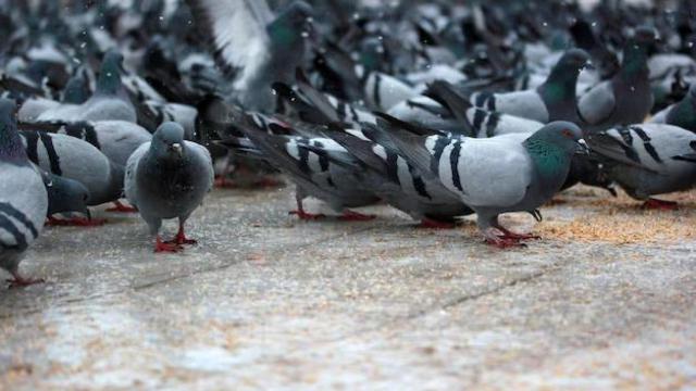 Imagen archivo de multitud de palomas