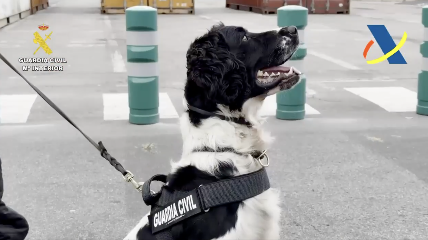 Neo, el perro de la Guardia Civil que detectó 800 kilos de cocaína en el Port de Barcelona