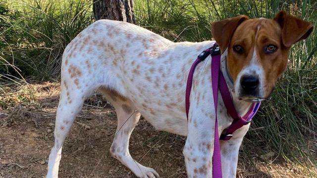 Mai, el perro raza Pointer perdido en Viladecans