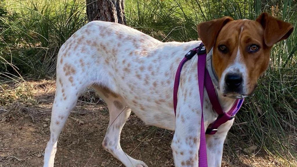 Mai, el perro raza Pointer perdido en Viladecans