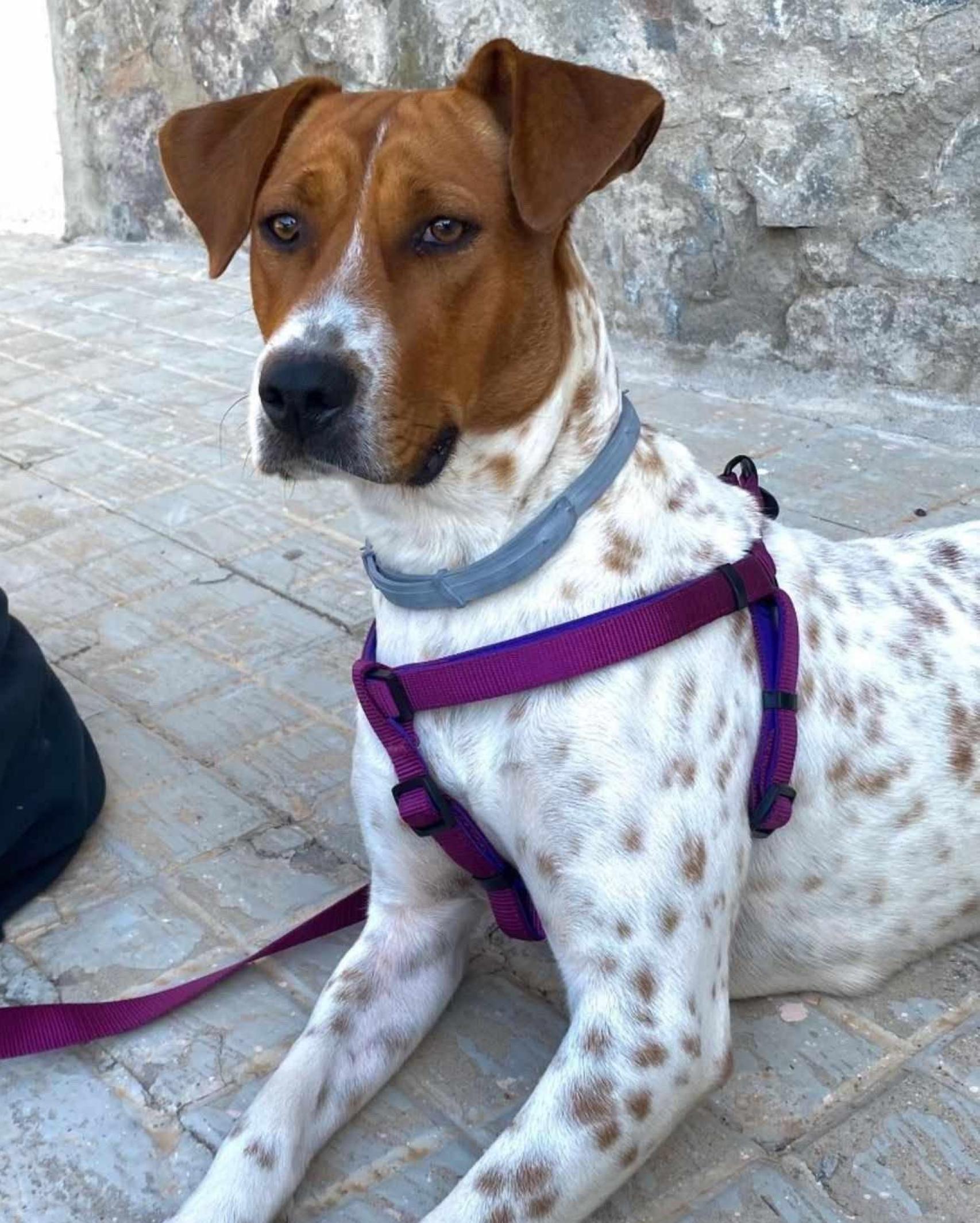 Mai, el perro raza Pointer perdido en Viladecans