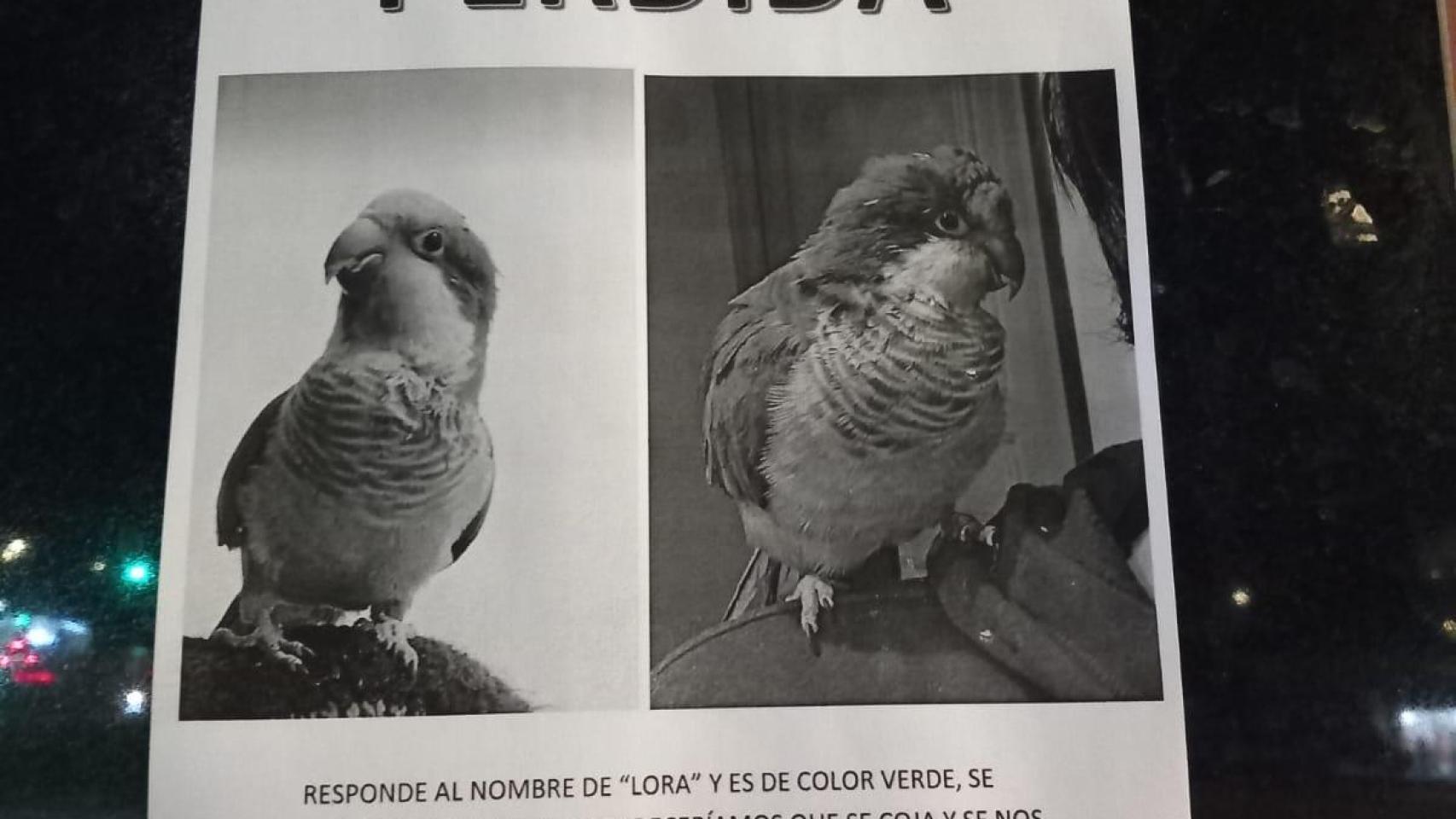 Lora, el pájaro desaparecido en L'hospitalet