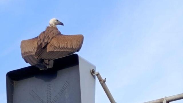 El buitre en la autovía C-31 a su paso por Castelldefels