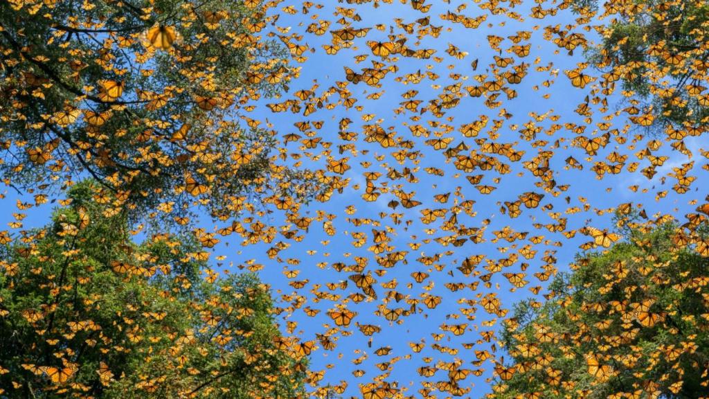 Fotografía del reportaje reportaje sobre los esfuerzos para salvar a las mariposas monarca, de Jaime Rojo