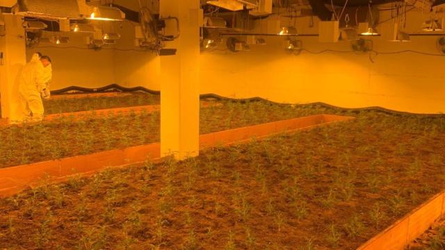 Desmantelada una plantación de marihuana en Esparreguera