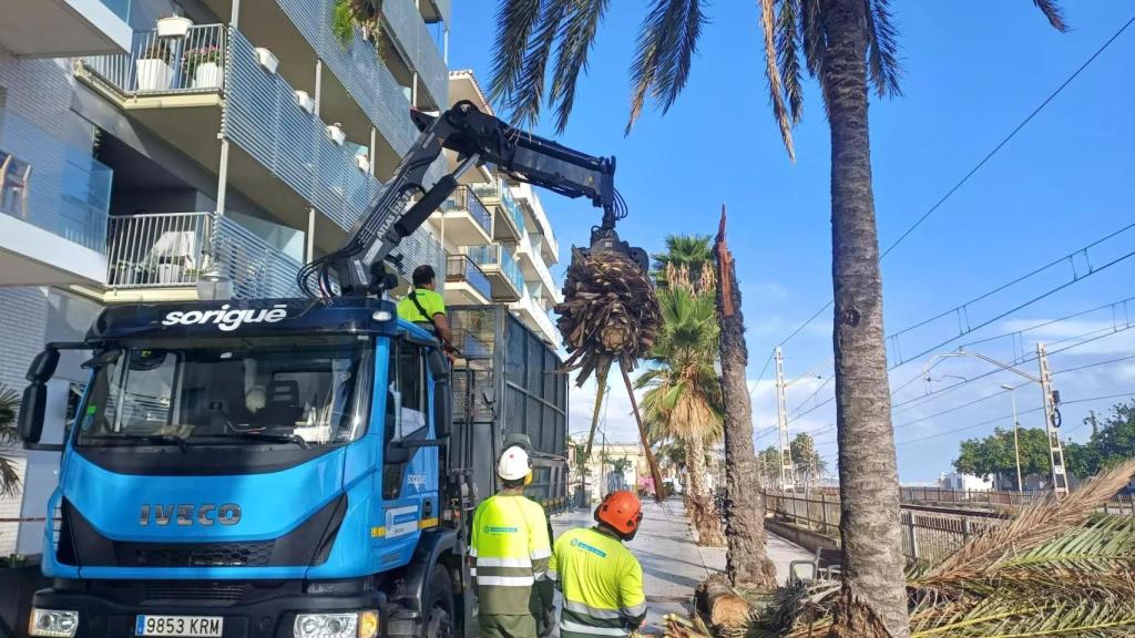 Cae una palmera junto a las vías del tren en Badalona