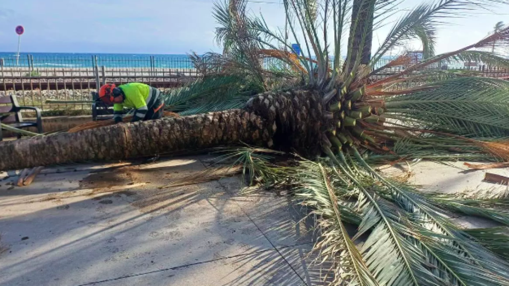 Cae una palmera en Badalona