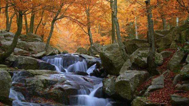 El bosque del Montseny en una imagen de archivo