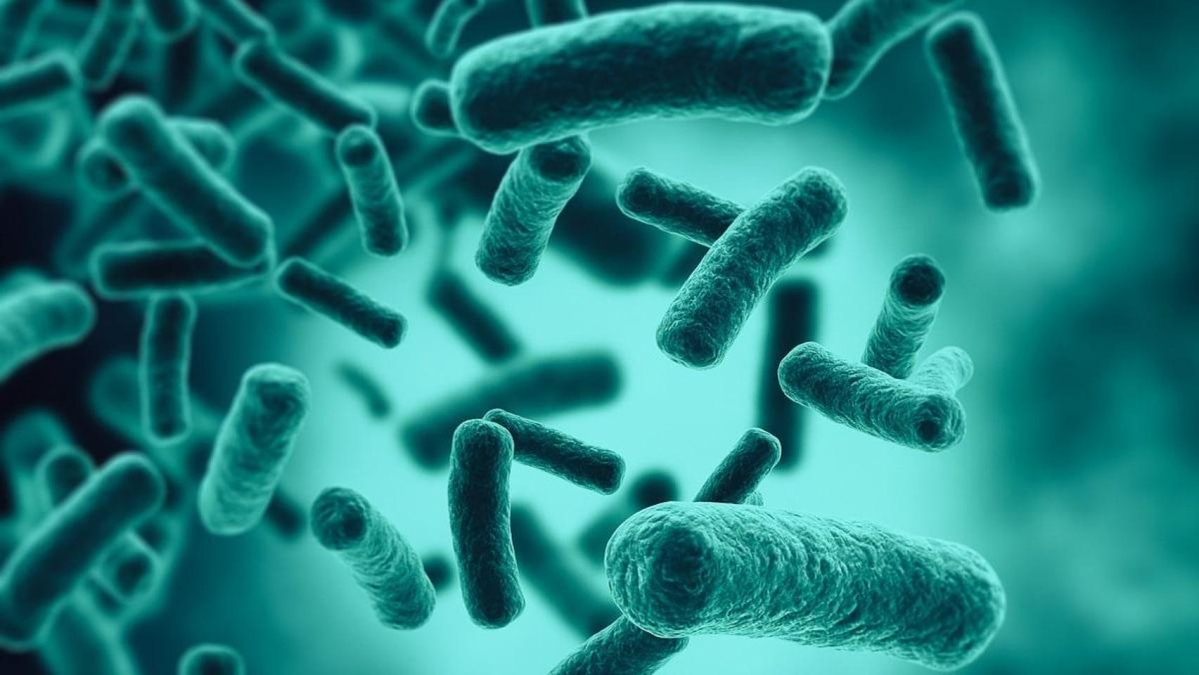 Las bacterias que viven en el intestino conforman la microbiota natural de los seres vivos