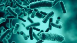 ¿Hay relación entre la microbiota intestinal y el autismo?