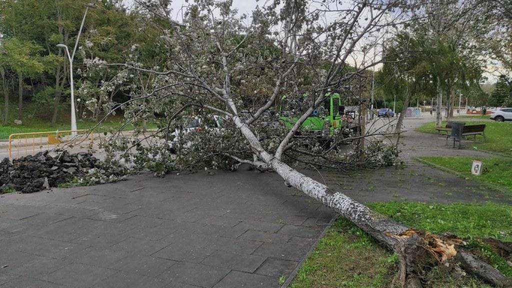 Árbol caído en Castelldefels por el temporal a 20 de noviembre de 2024