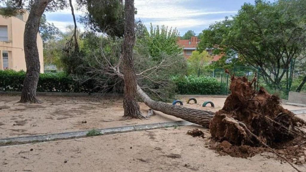 Árbol caído en Castelldefels por el viento a 20 de noviembre de 2024