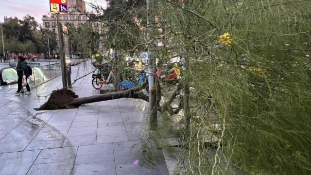 Un árbol caído en plaza Universitat en Barcelona