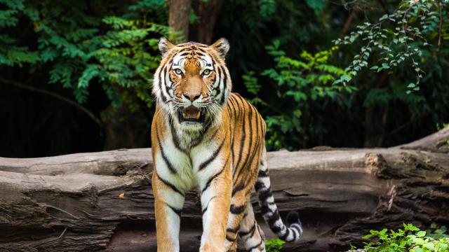 Un tigre avistado con realidad aumentada en el Visitante del Meta Park World