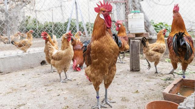 El pollo Pota Blava, una raza protegida