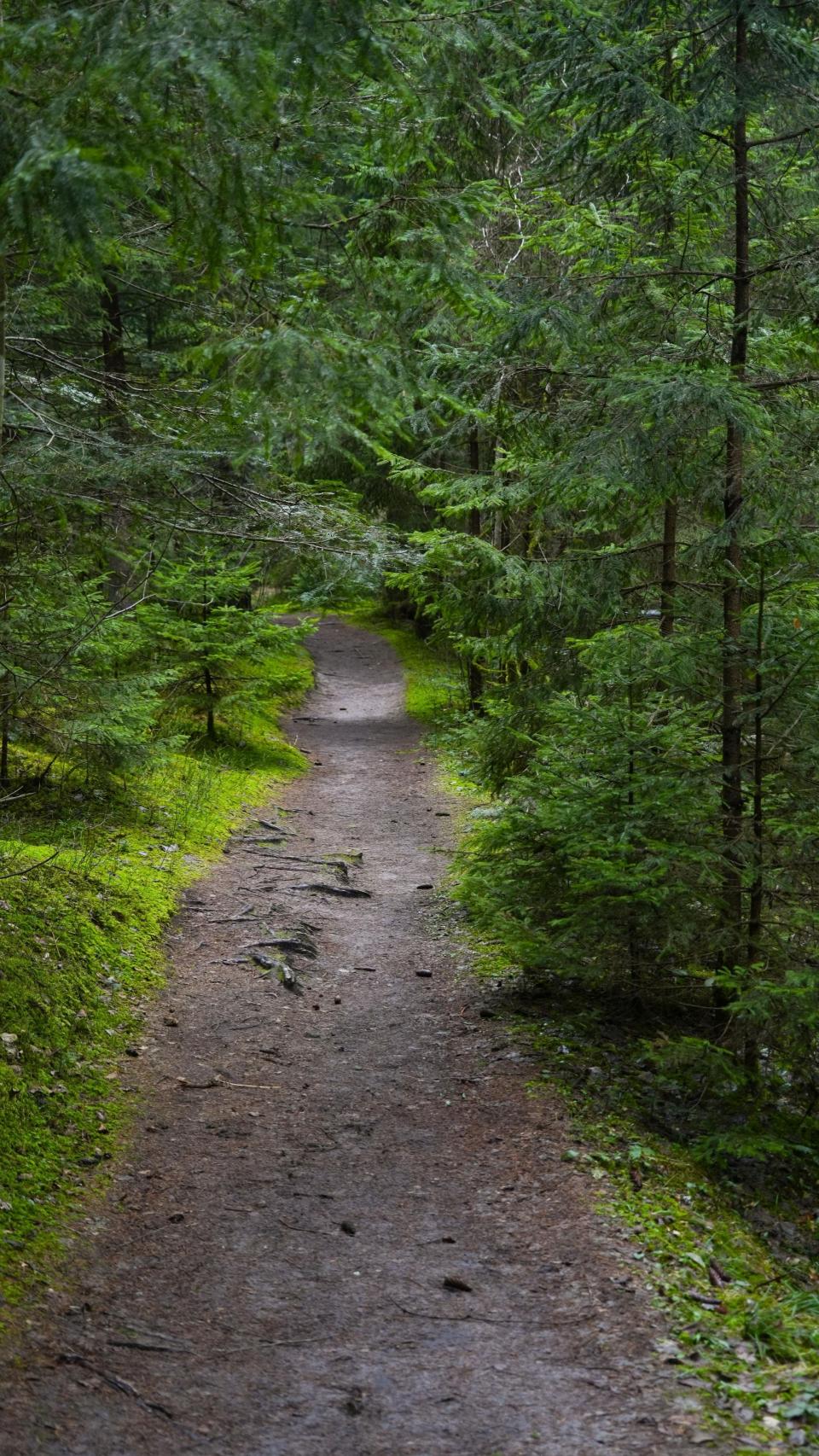 Camino entre un bosque de coníferas